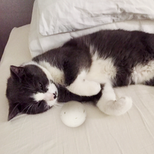 Charger l'image dans la galerie, 2 balles en laine infusées à l'herbe à chat | Jouet naturel pour chat | Cadeau écologique pour animaux