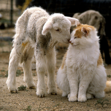 Charger l'image dans la galerie, 2 balles en laine infusées à l'herbe à chat | Jouet naturel pour chat | Cadeau écologique pour animaux