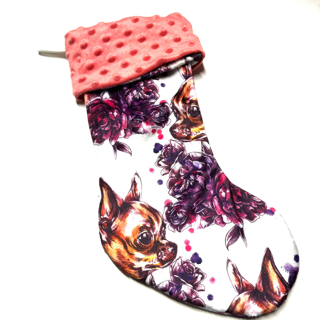 Chihuahua