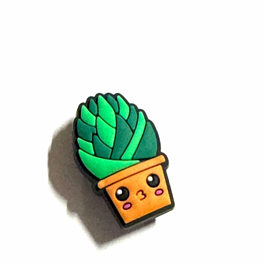 Succulente