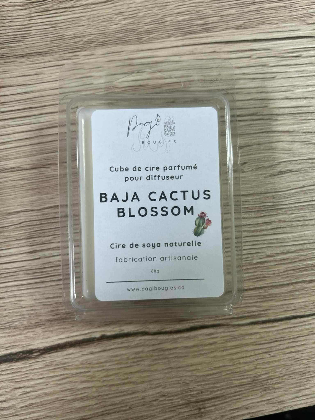 Baja cactus blossom