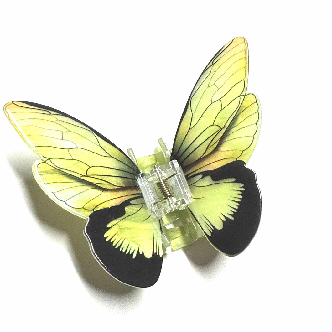 Papillon